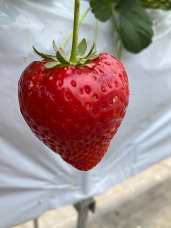 ichigo6_コピー_コピー