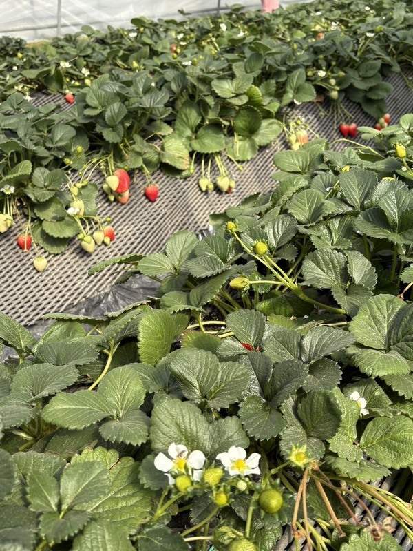 S__109518855_0_コピー