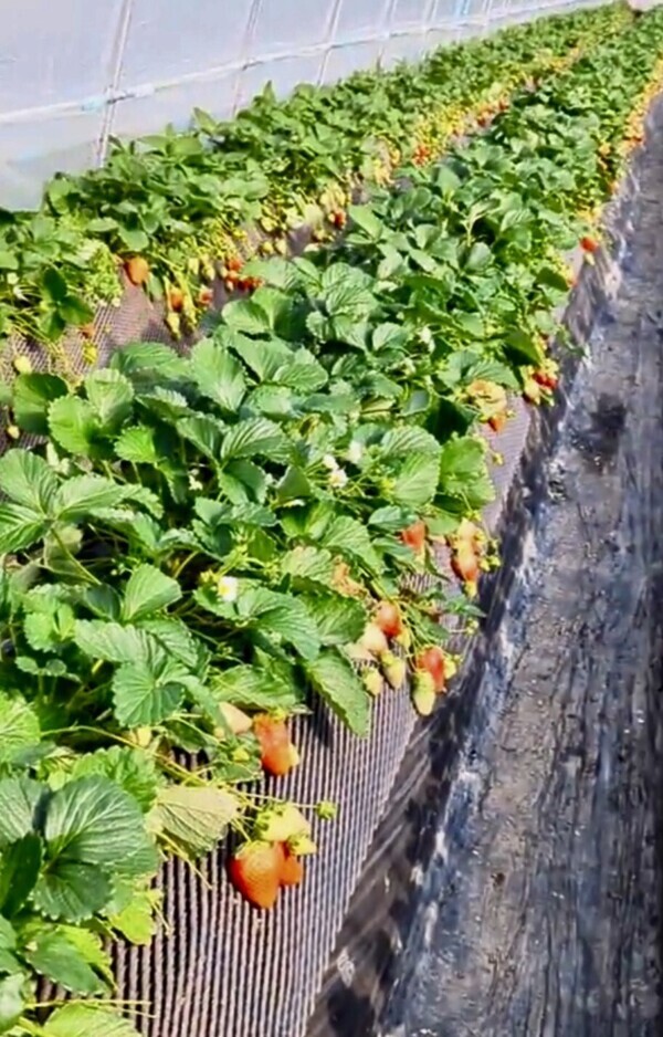 S__109518854_0_コピー